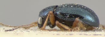 Media type: image; Entomology 9804   Aspect: habitus lateral view